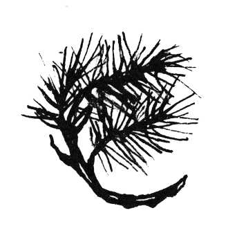 Мой хвойный лес