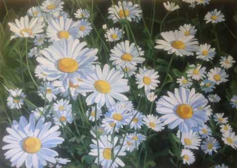 Ромашки