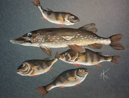 Карельский  улов. 