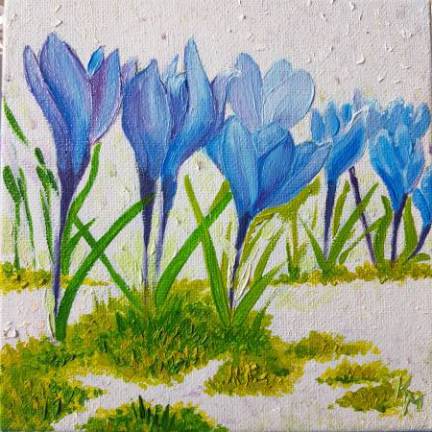 Крокусы синие в подарочной коробке