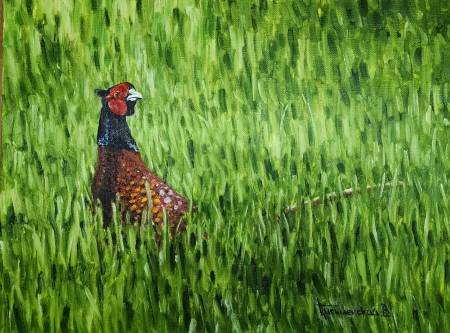 Фазан в траве