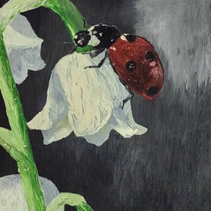 Божья коровка.