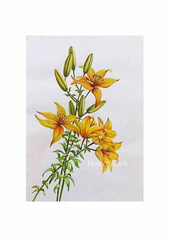 Lilies