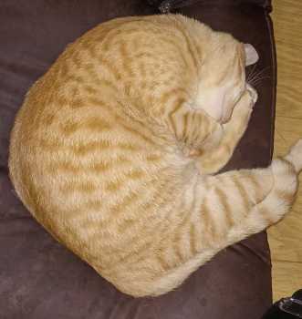  Ана Влайку и Чирковы 