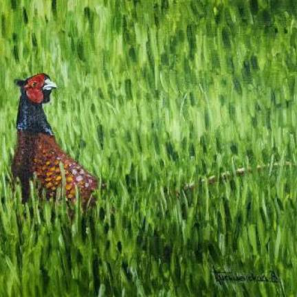 Фазан в траве