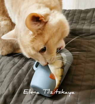 Tilzitskayart