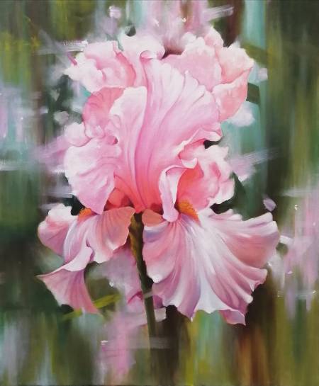 Розовый ирис